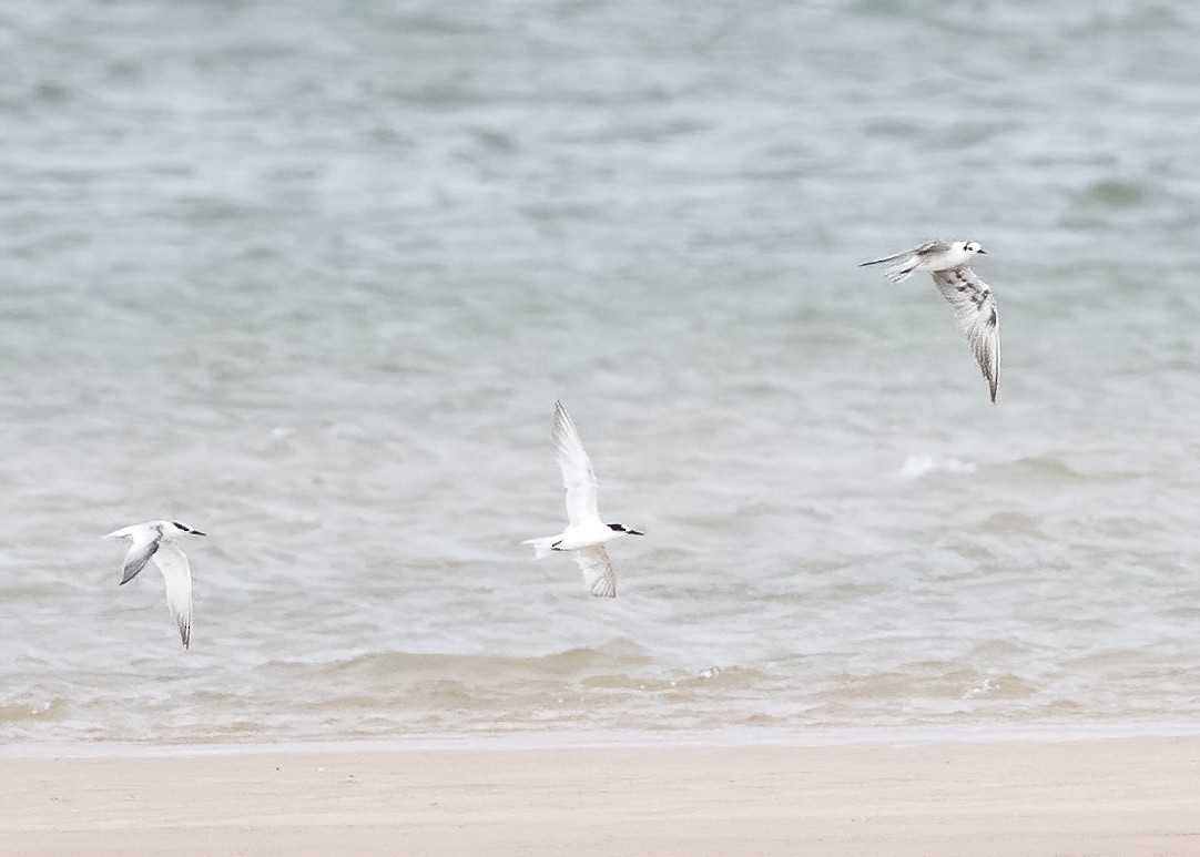 Ak Kanatlı Sumru - ML647854093