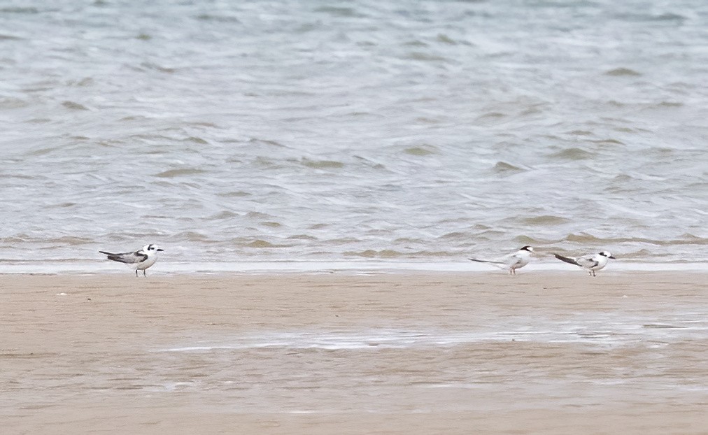 Ak Kanatlı Sumru - ML647854094