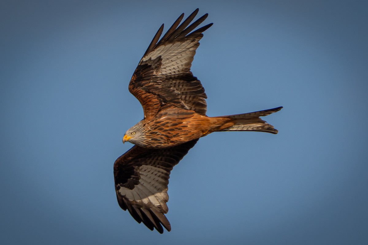 Kızıl Çaylak - ML647854096