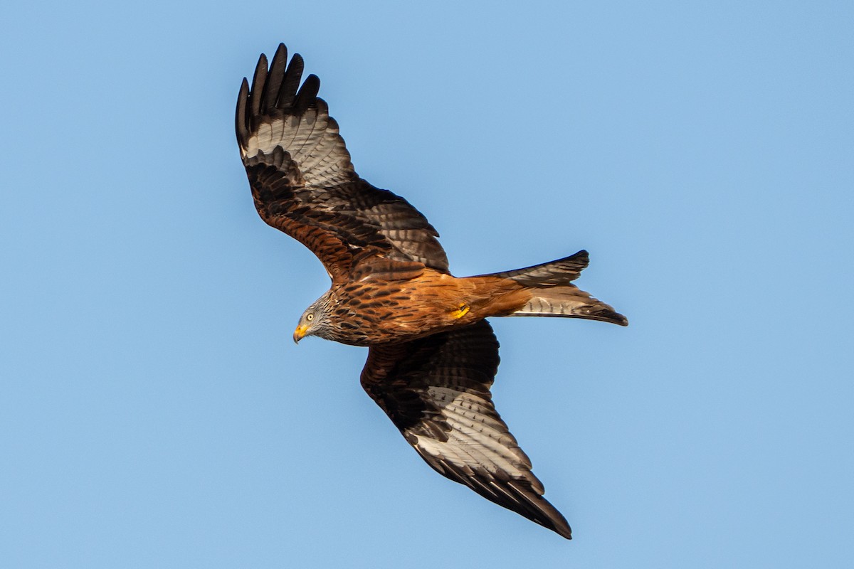 Kızıl Çaylak - ML647854097