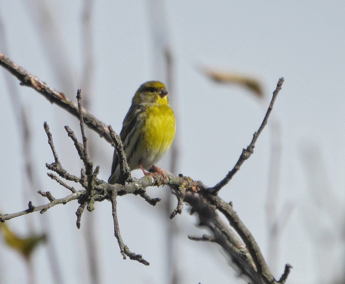 Küçük İskete - ML647854098