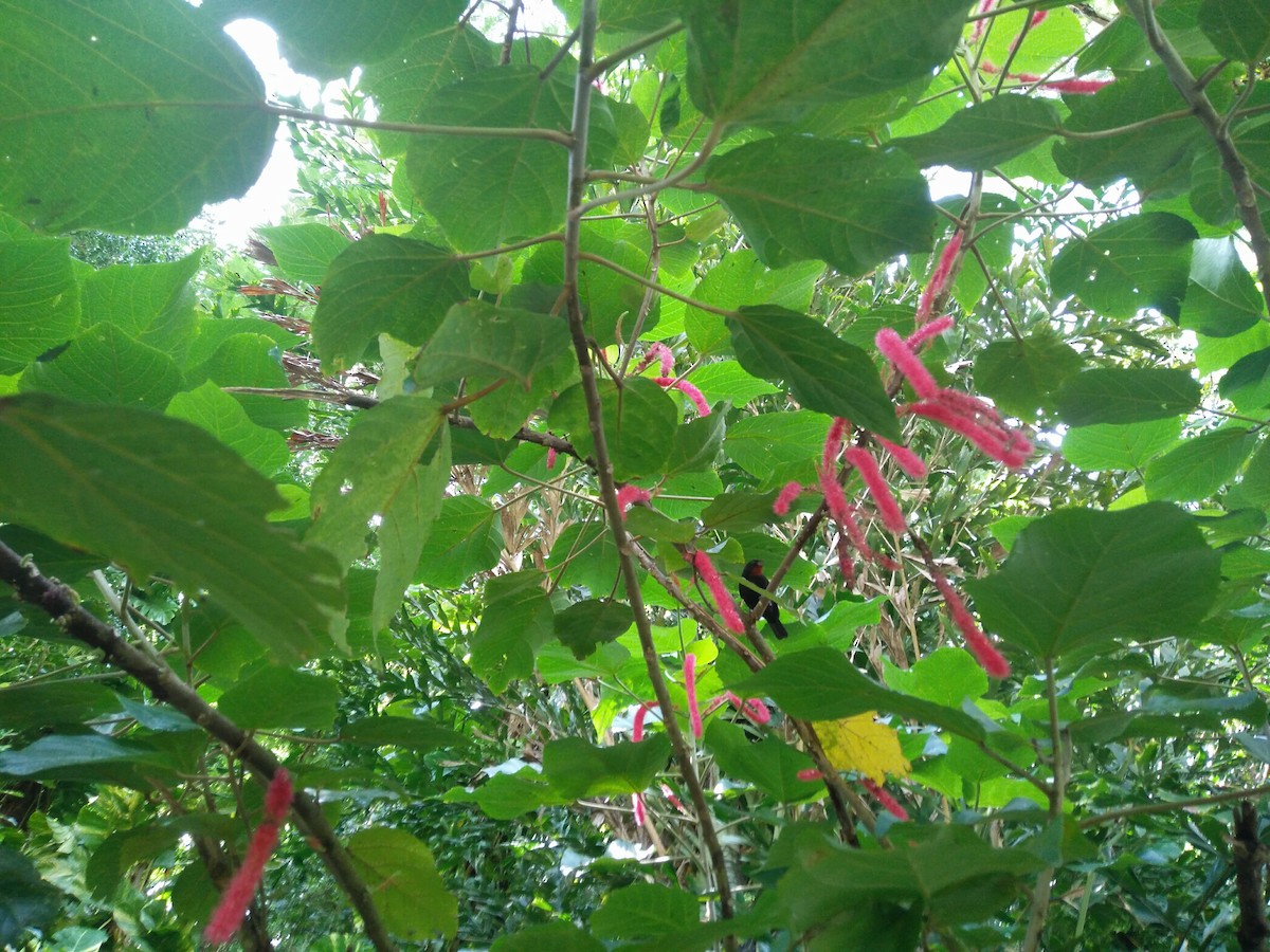 Küçük Antil Şakrağı - ML647854099