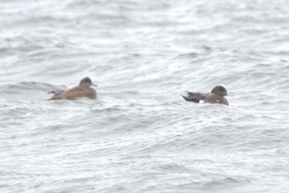 Amerika Fiyusu - ML647854100