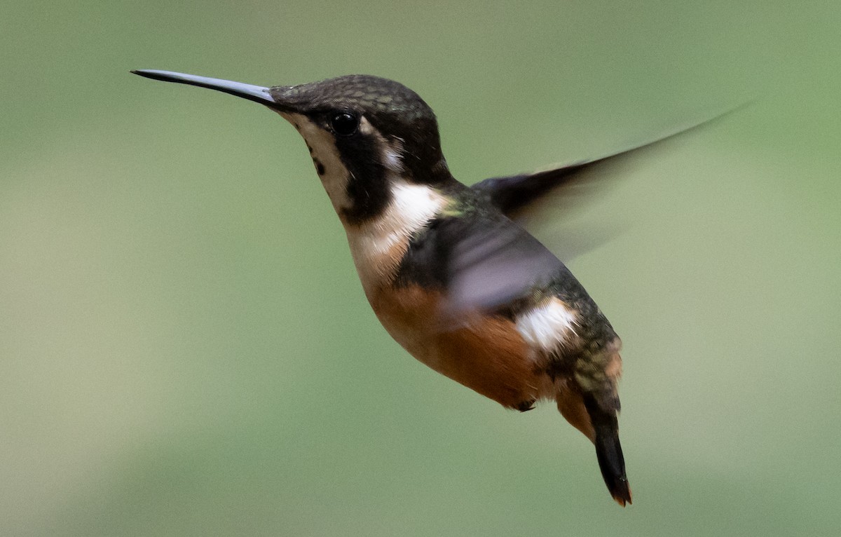 Mor Gerdanlı Ormanyıldızı - ML647854101