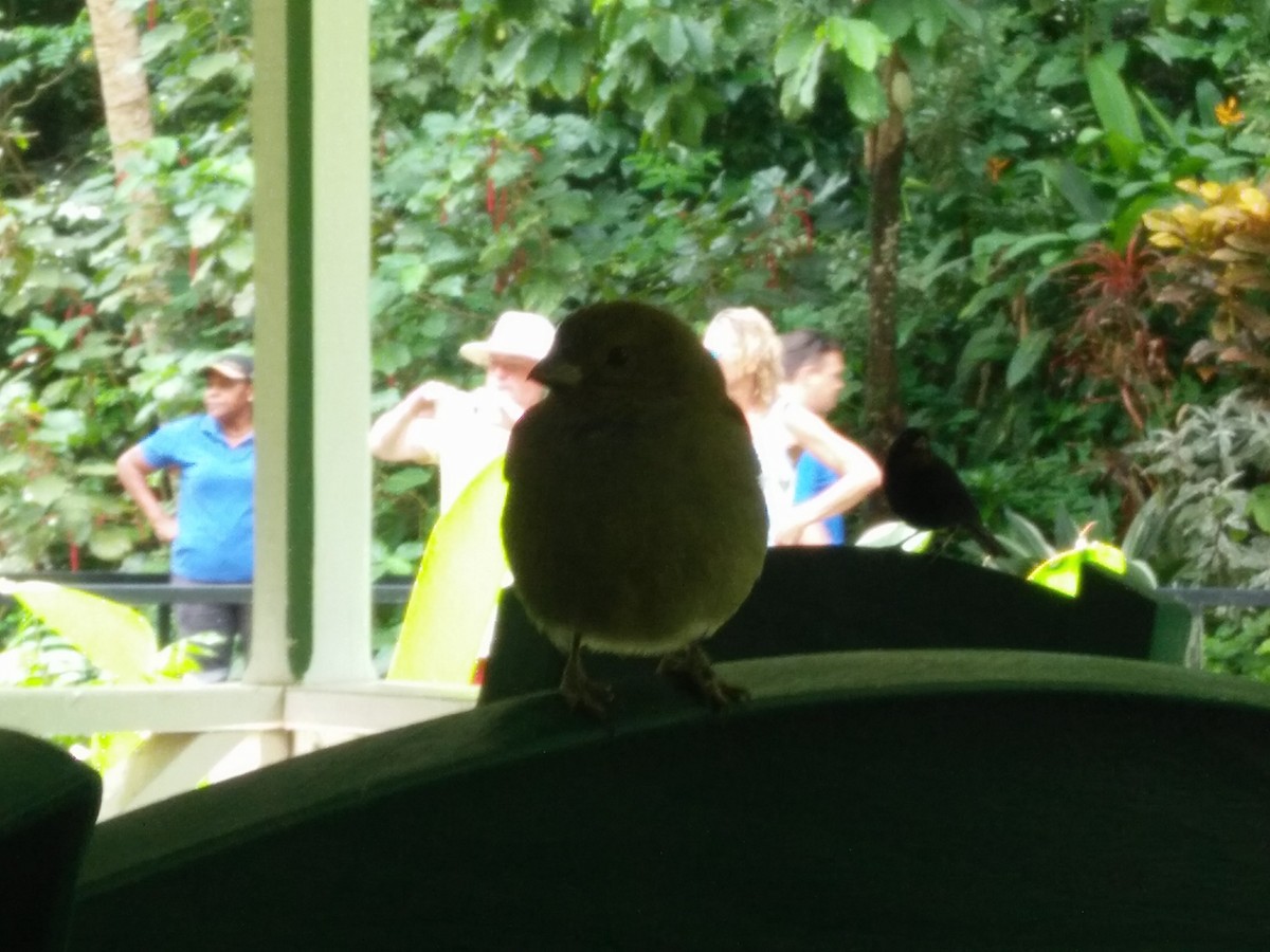 Black-faced Grassquit - ML647854102