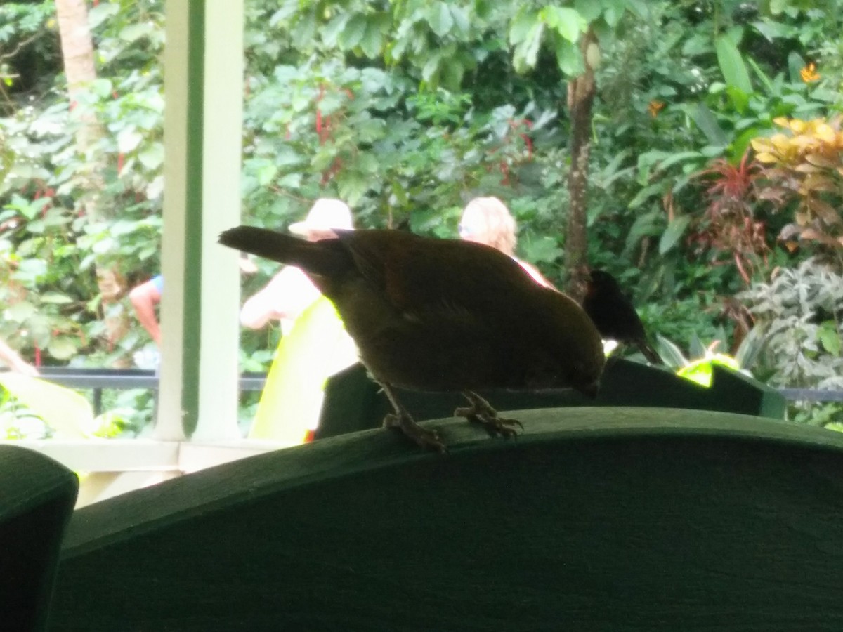 Black-faced Grassquit - ML647854103