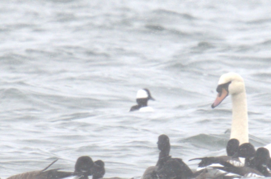 Bufflehead - ML647854124