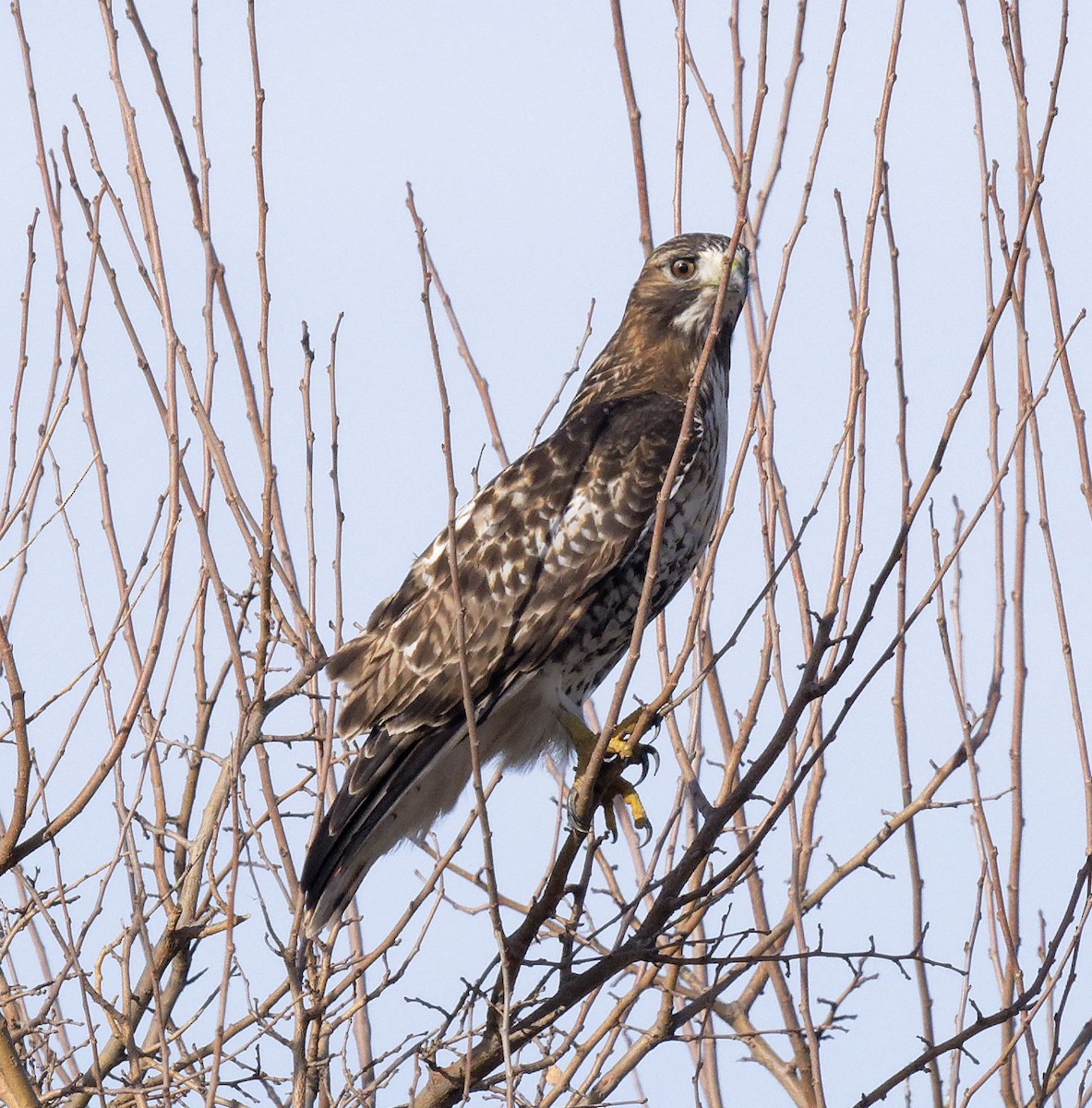 Red-tailed Hawk - ML647854128