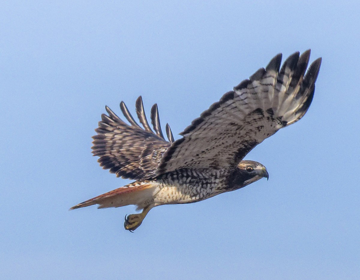 Red-tailed Hawk - ML647854129