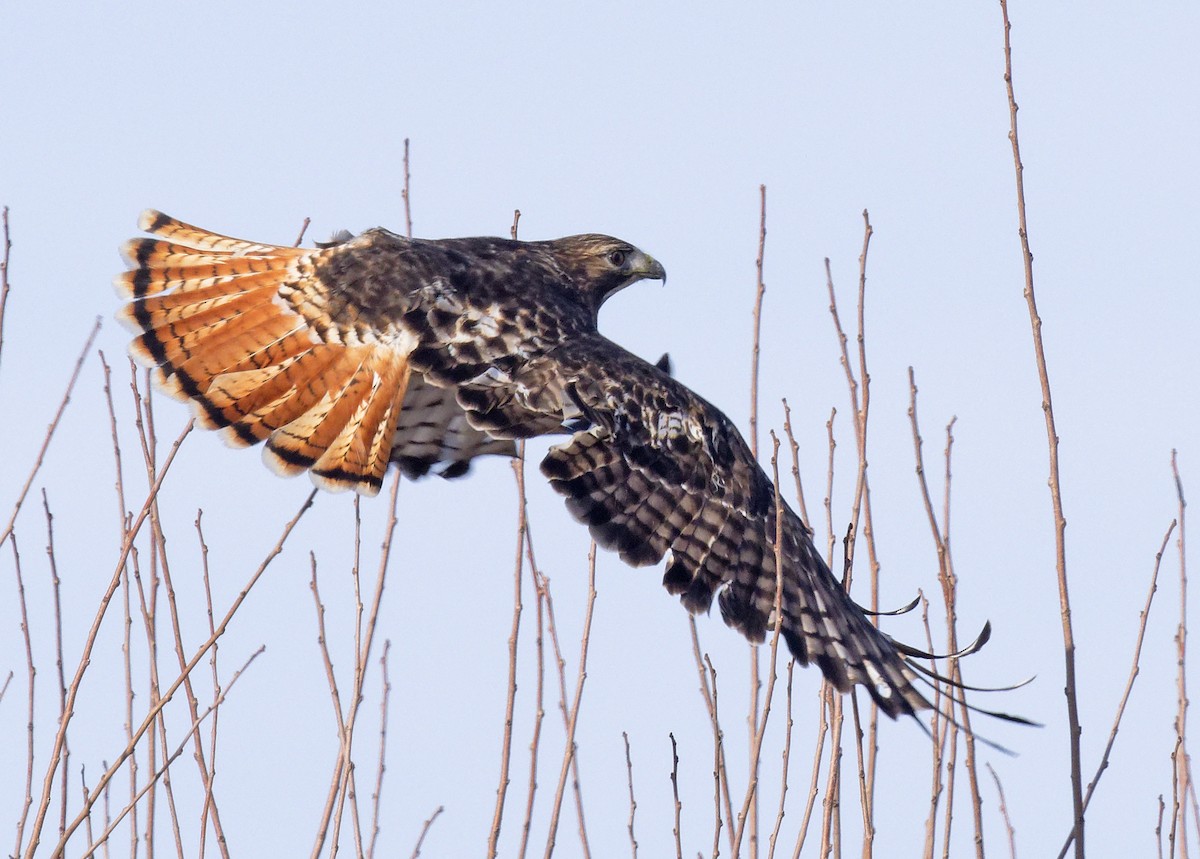 Red-tailed Hawk - ML647854130