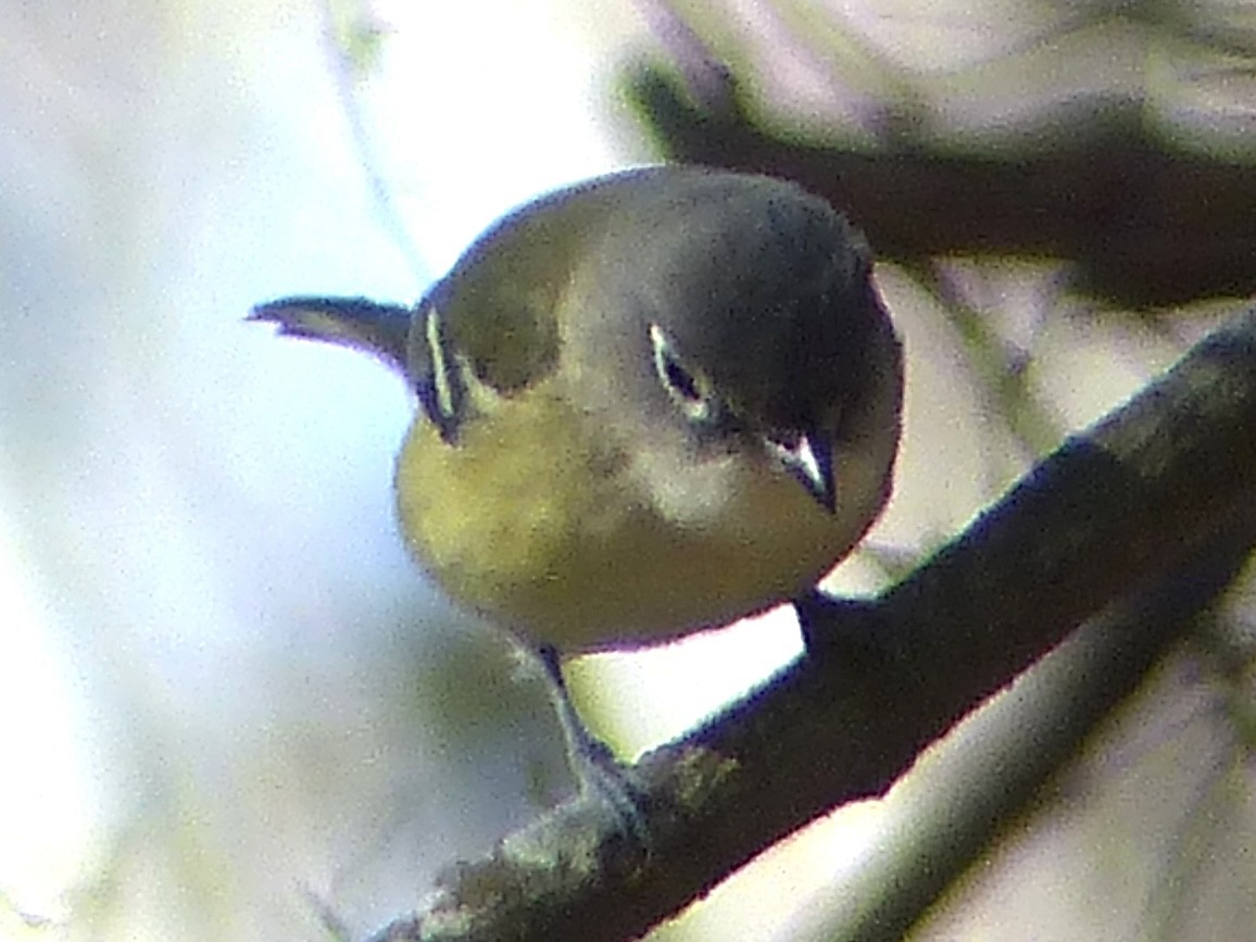 zelenáček brýlový - ML647854207