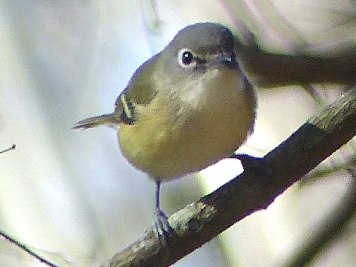 zelenáček brýlový - ML647854208