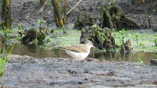 コシグロクサシギ - ML647854230