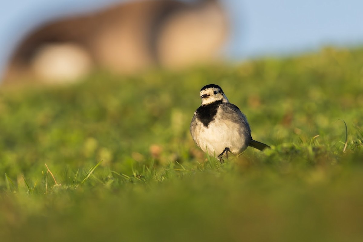 konipas bílý - ML647854248