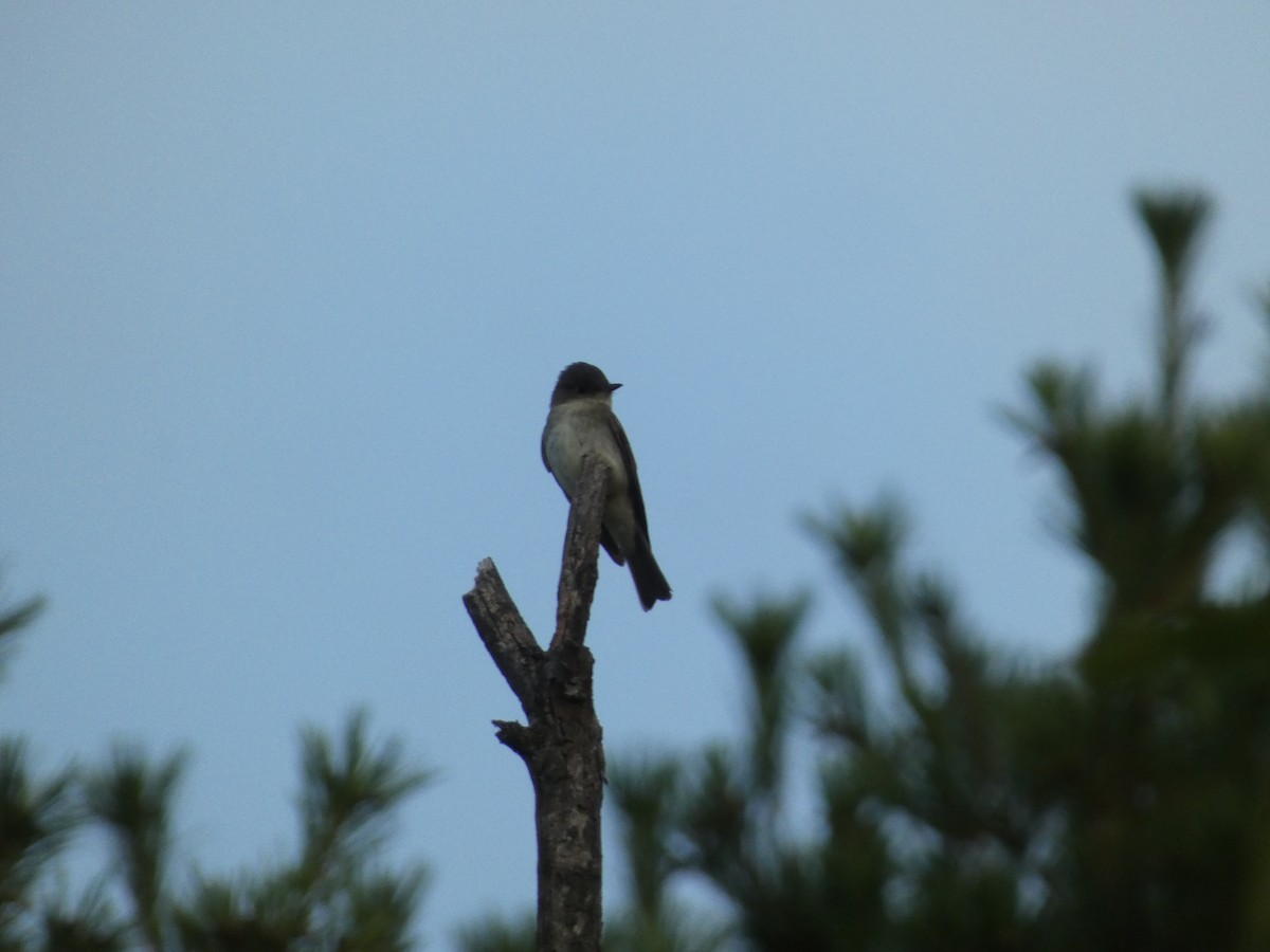 Eastern Wood-Pewee - ML647854274