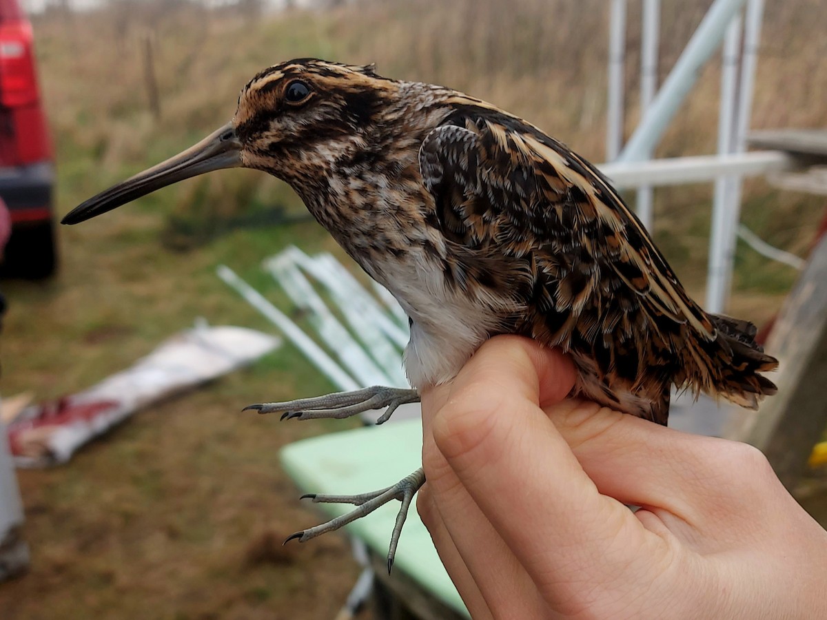 Jack Snipe - ML647854295