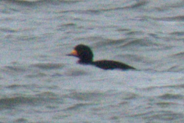 Американская синьга - ML647854330