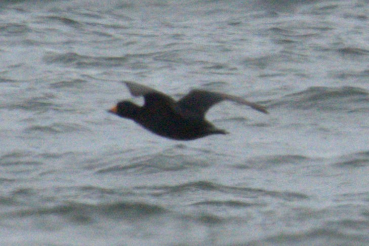 Американская синьга - ML647854331