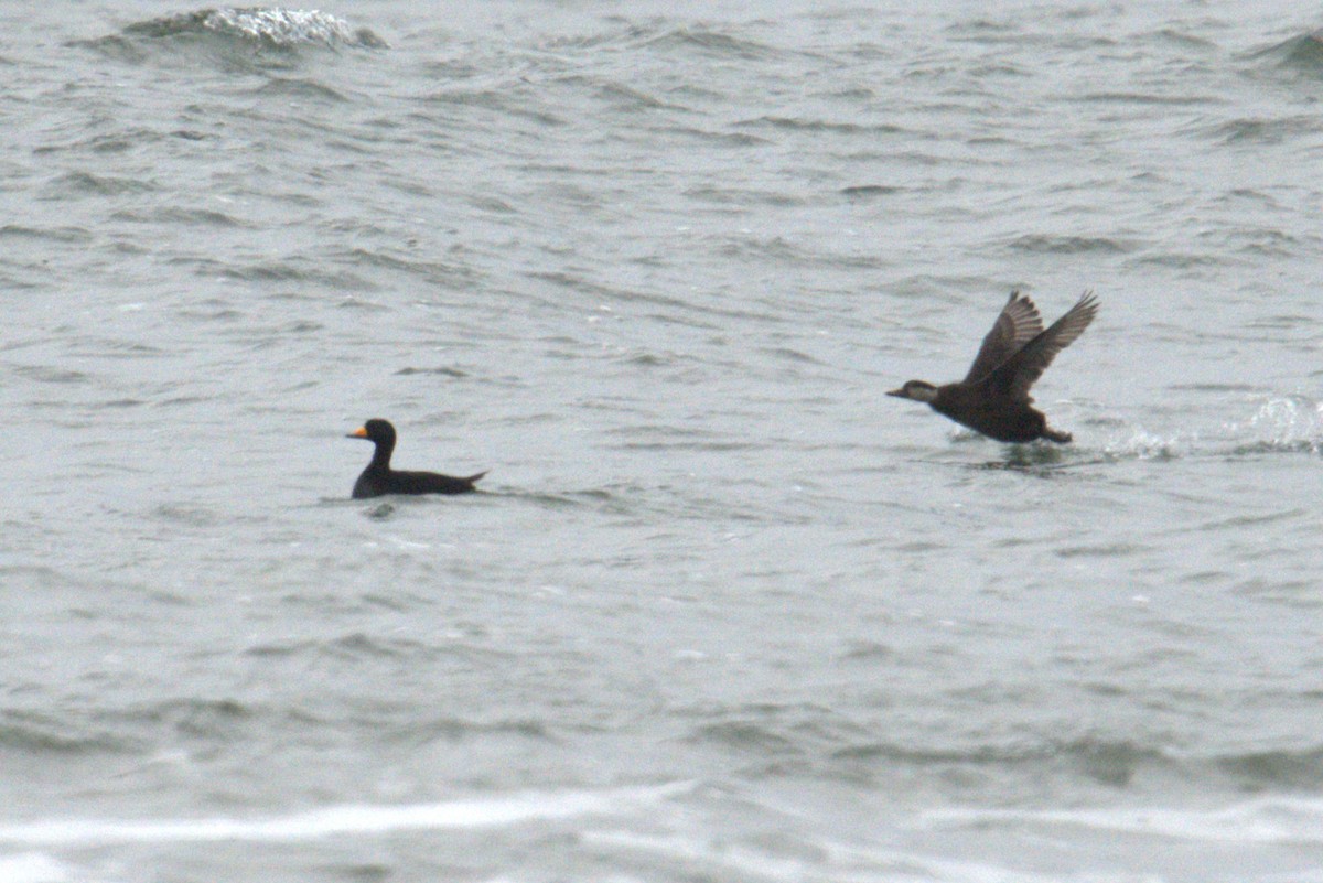 Американская синьга - ML647854332