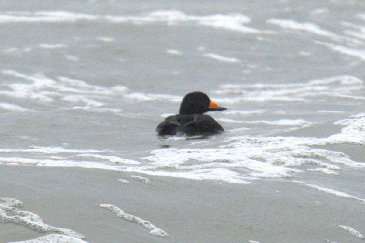 Американская синьга - ML647854335