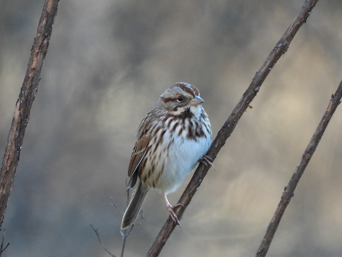 Song Sparrow - ML647854341