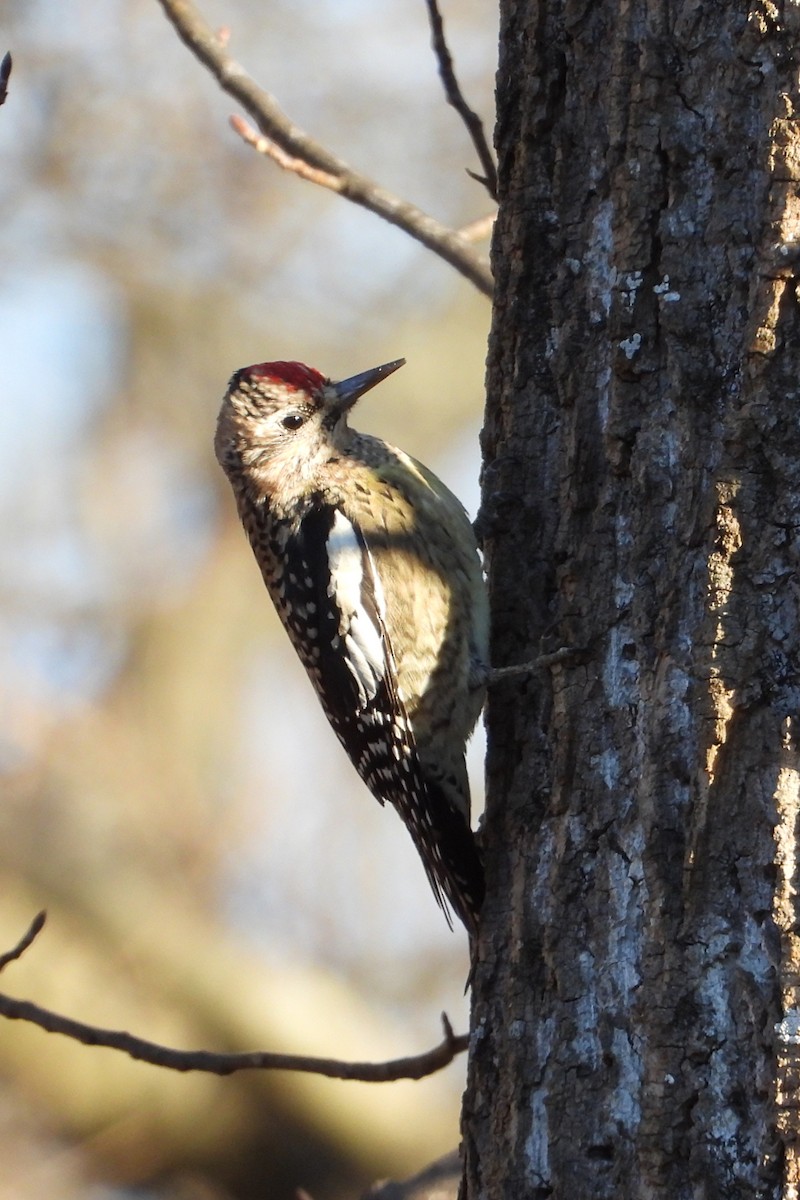 Yellow-bellied Sapsucker - ML647854344