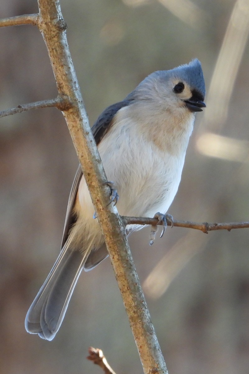 Tufted Titmouse - ML647854361
