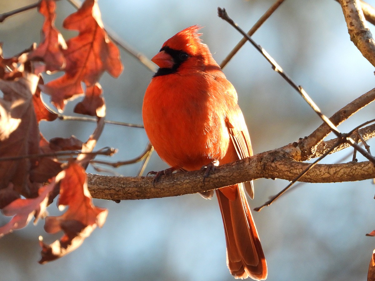 Northern Cardinal - ML647854372
