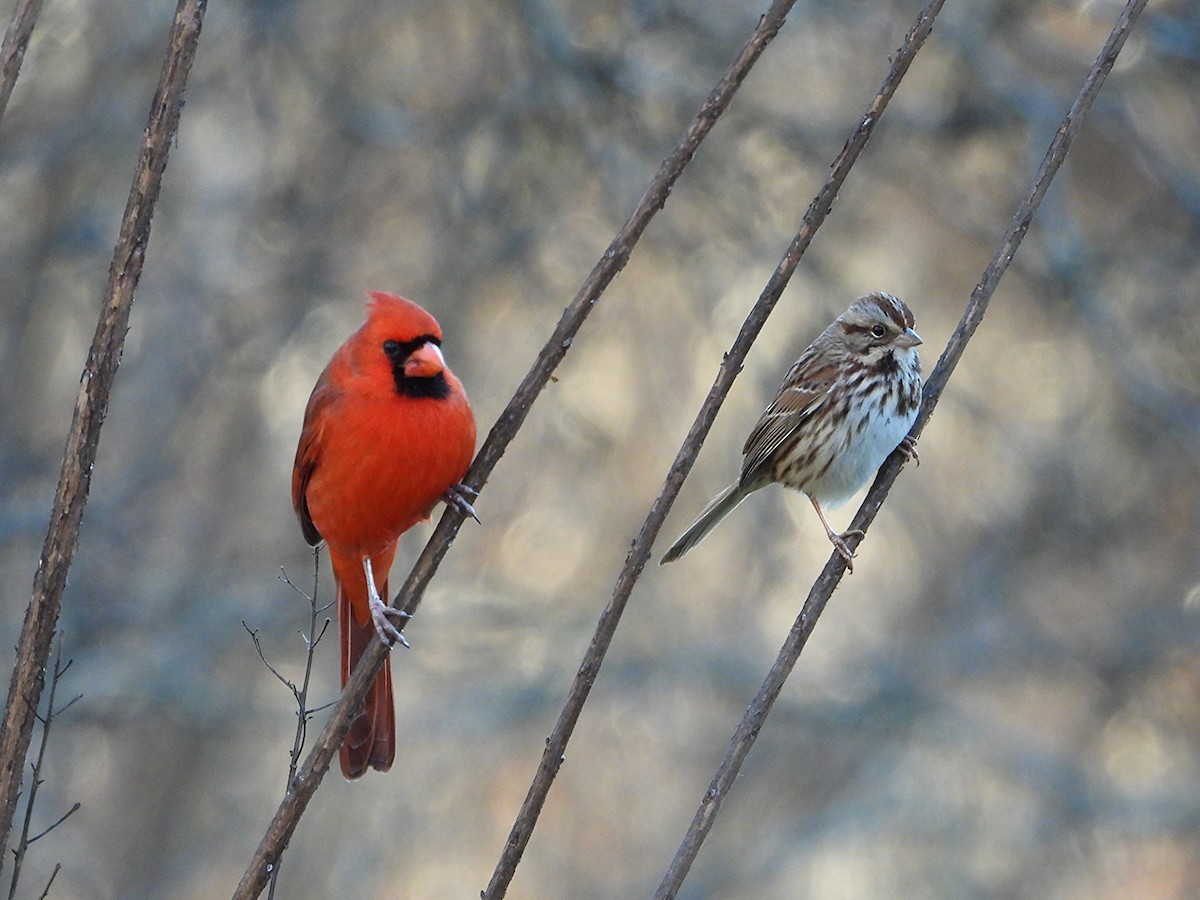 Northern Cardinal - ML647854373