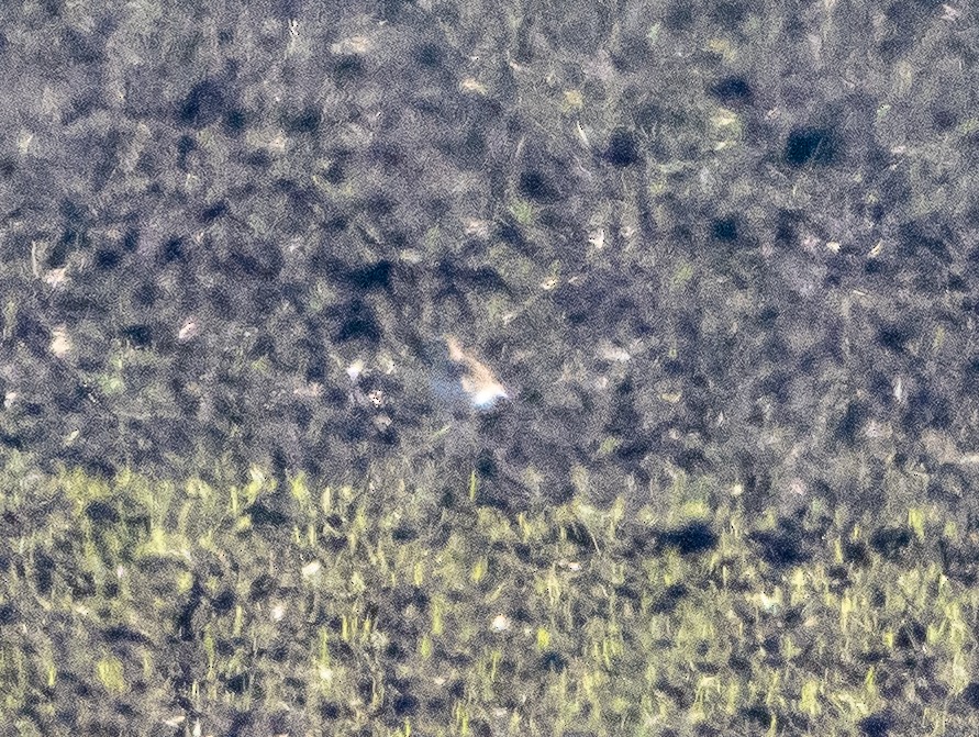 prærielo - ML647854415