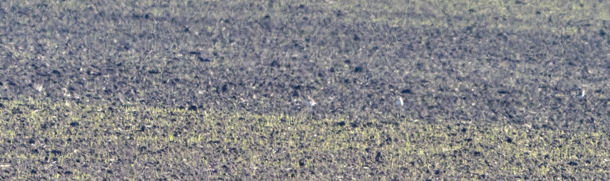 prærielo - ML647854423