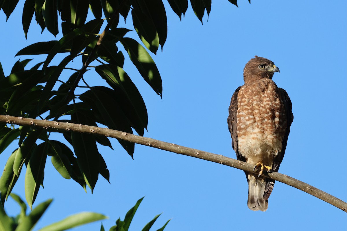 Broad-winged Hawk - ML647854430