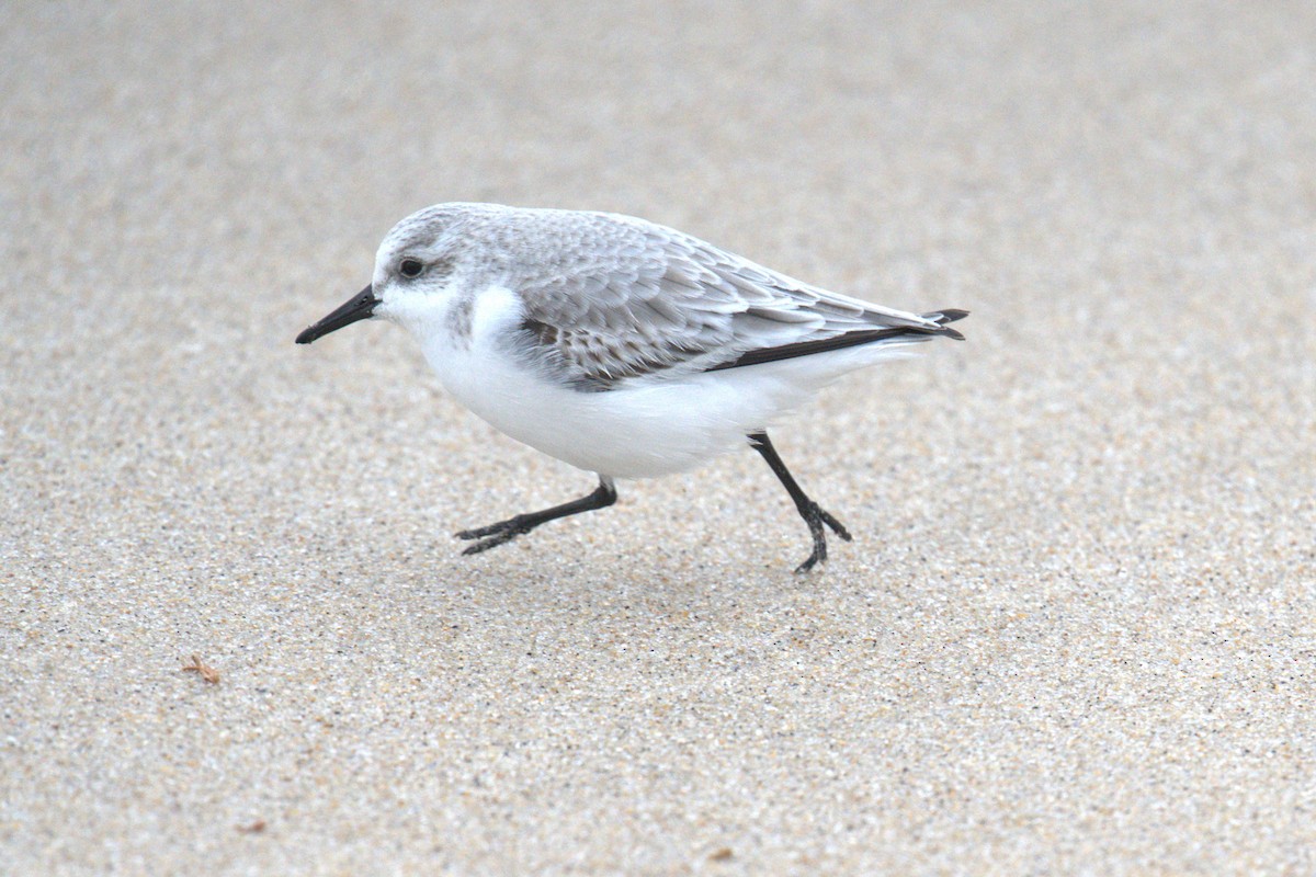 Sanderling - ML647854431