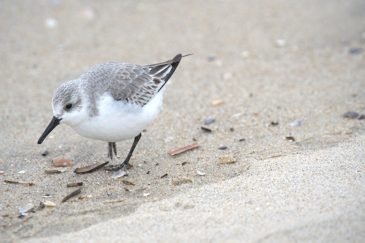 Sanderling - ML647854432