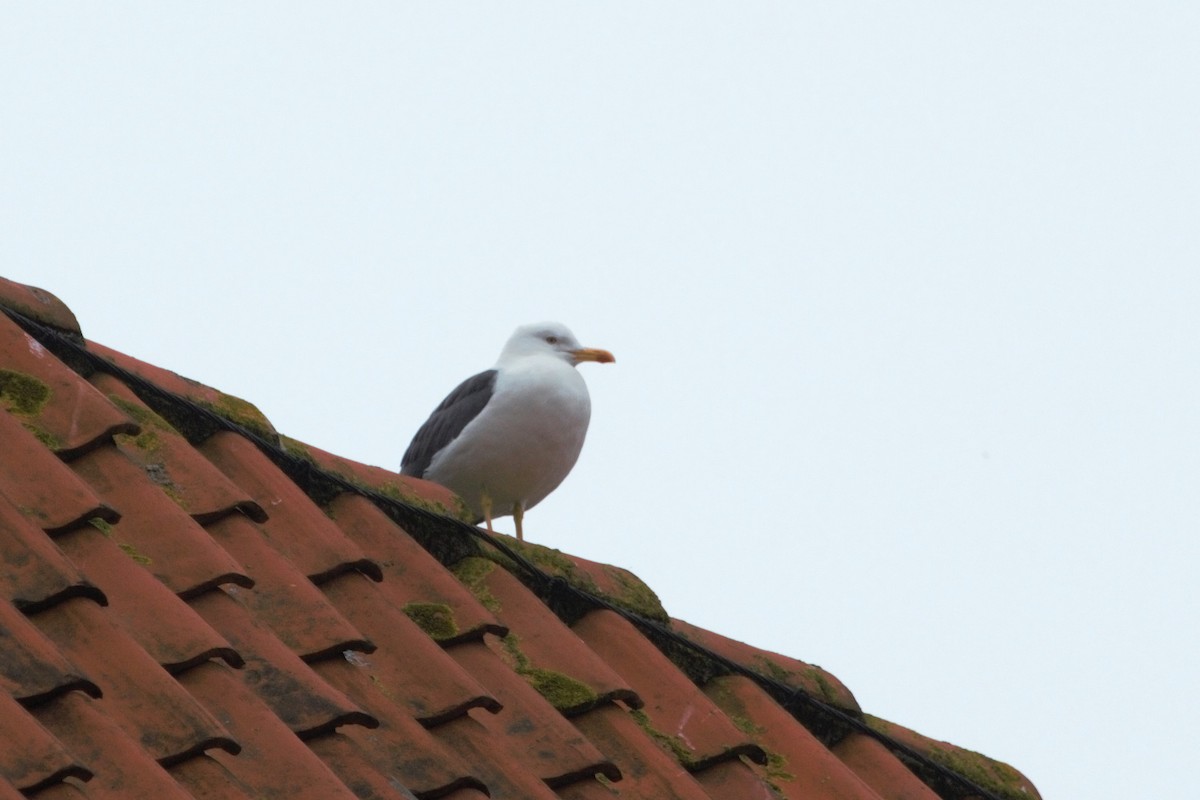 Lesser Black-backed Gull - ML647854436