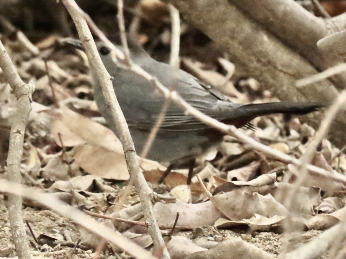 Moqueur chat - ML647854455