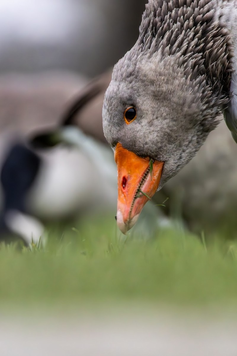 Graylag Goose - ML647854460