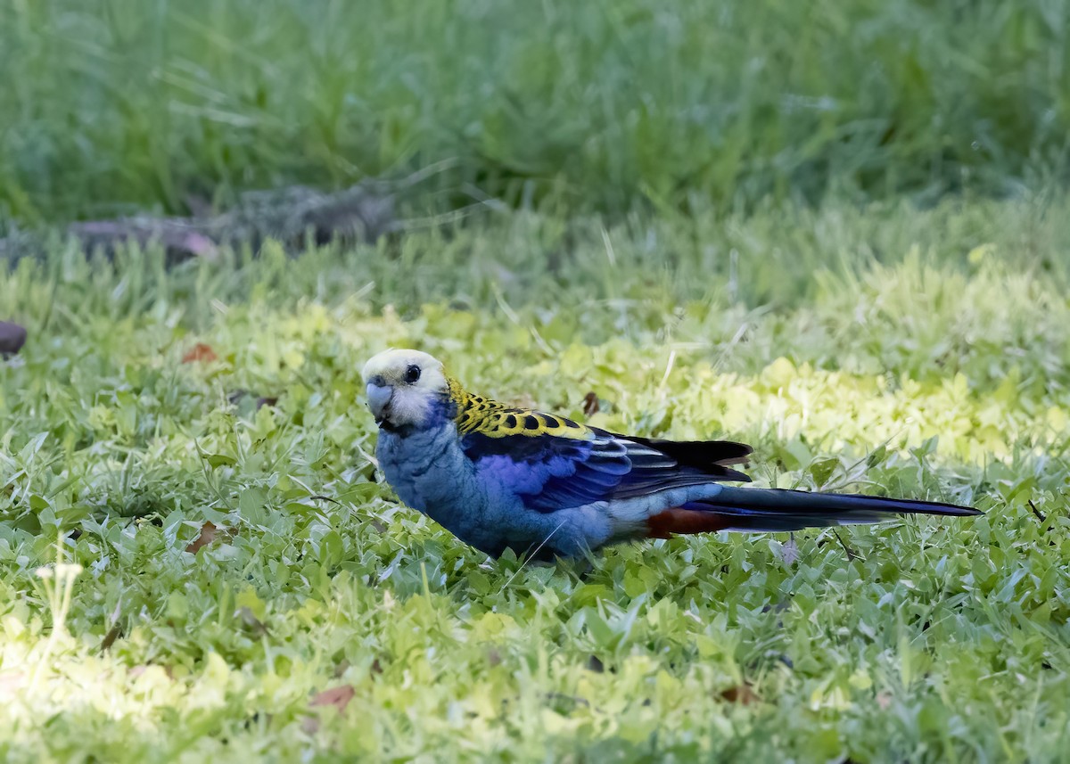 Pale-headed Rosella - ML647854461