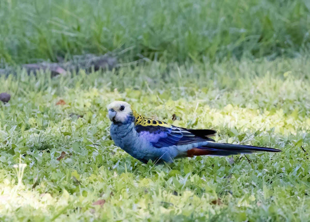 Pale-headed Rosella - ML647854462