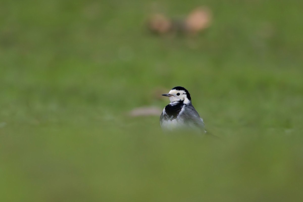 konipas bílý - ML647854475