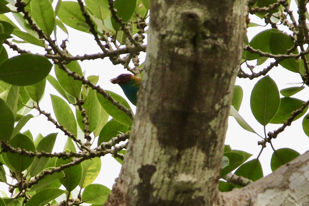 Calliste rouverdin - ML647854481