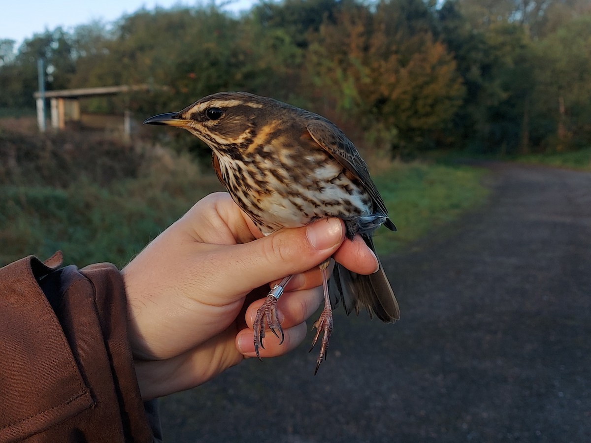 Grive mauvis - ML647854488