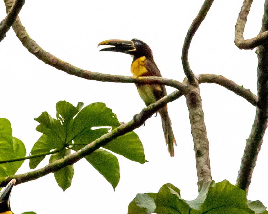 arassari hnědouchý - ML647854500