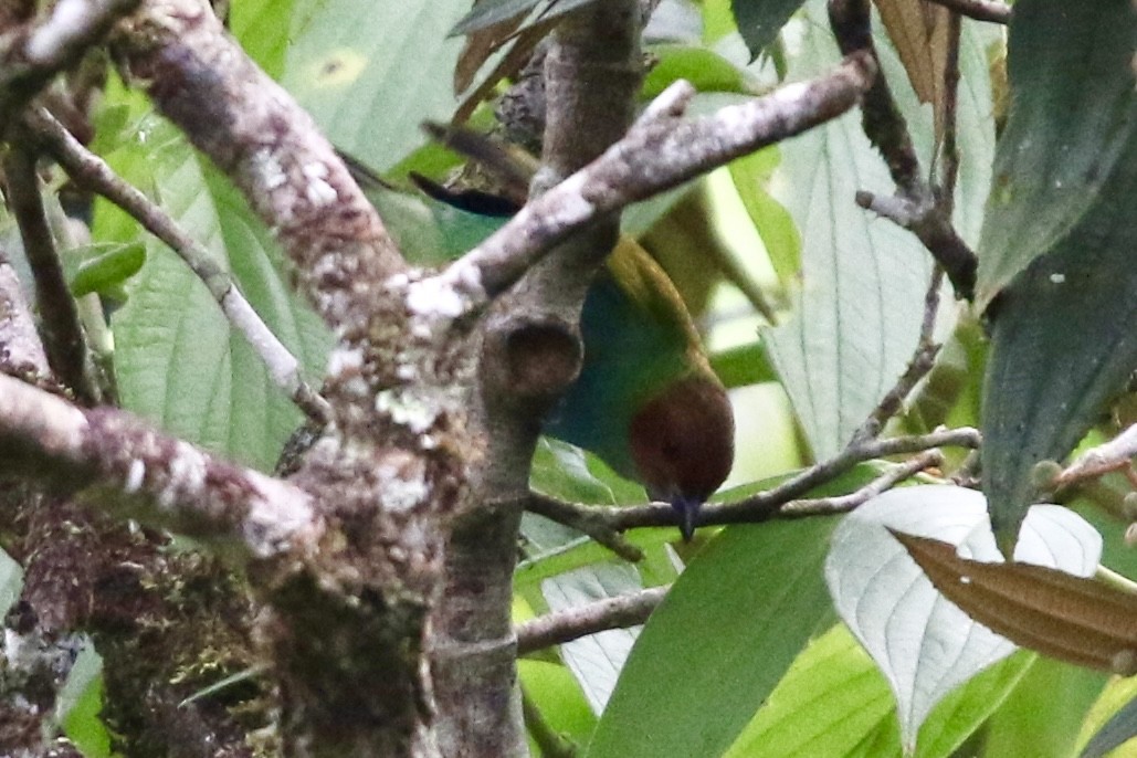 Calliste rouverdin - ML647854519