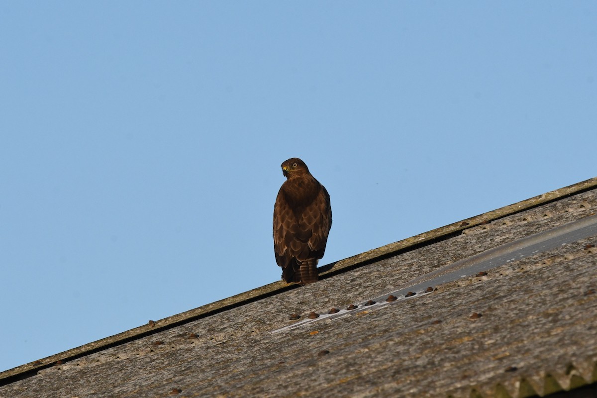 musvåk - ML647854534