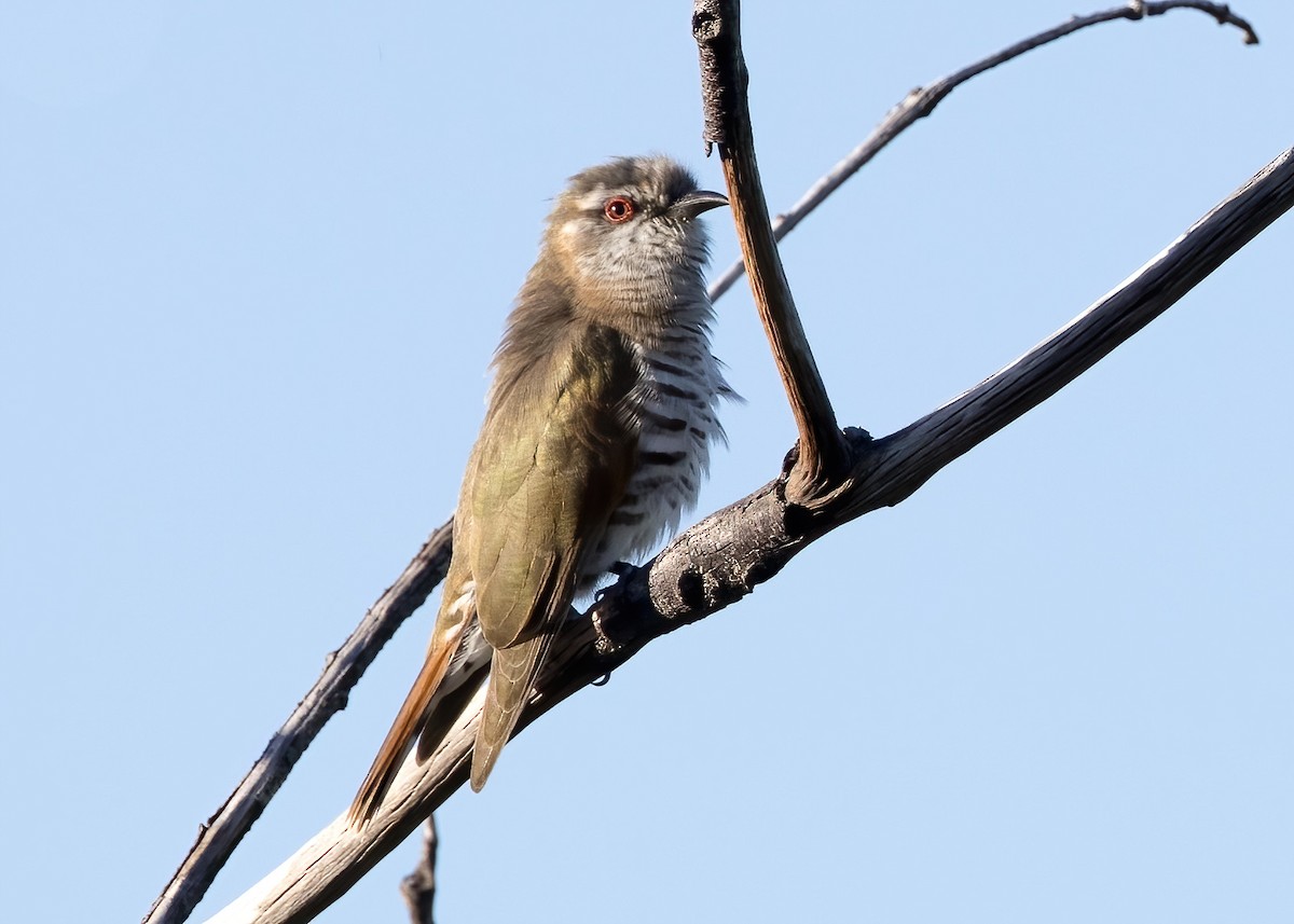 pygmégjøk - ML647854536