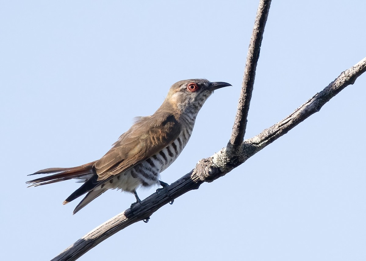 pygmégjøk - ML647854538