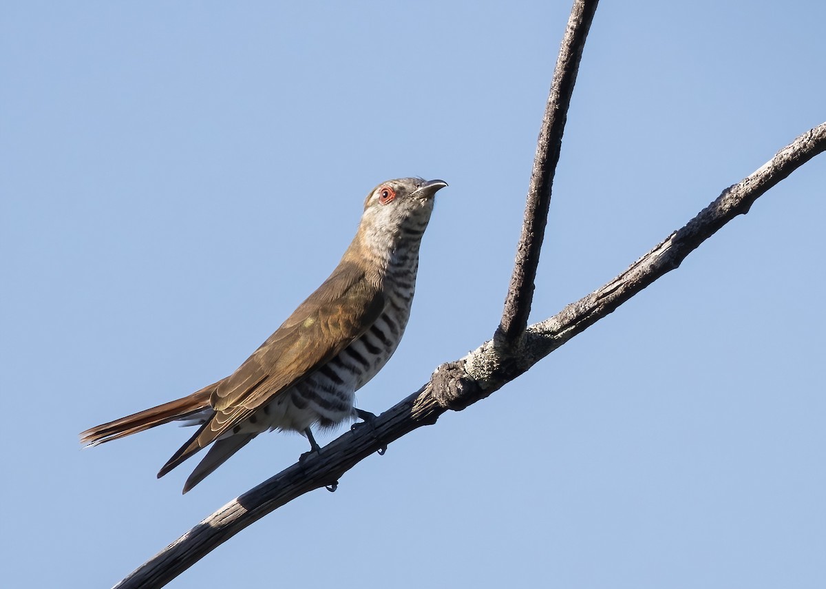 pygmégjøk - ML647854539