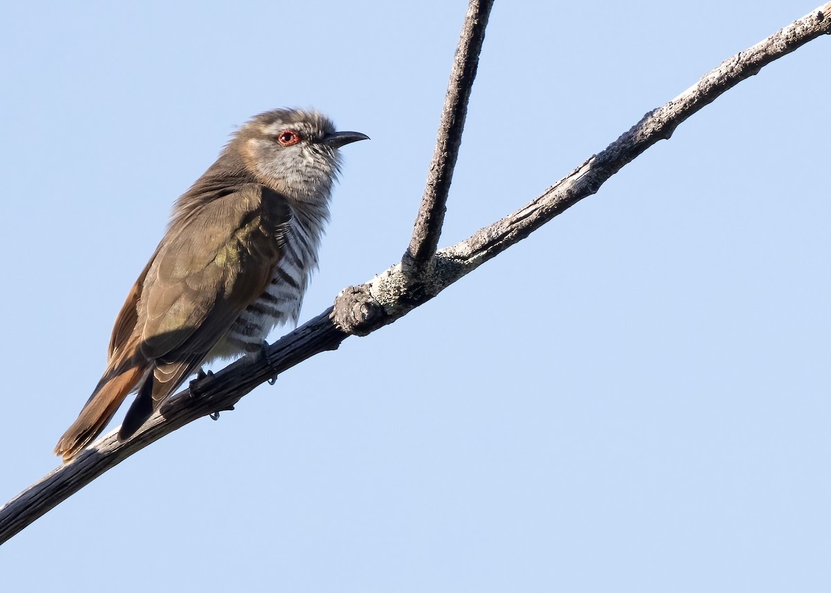 pygmégjøk - ML647854541