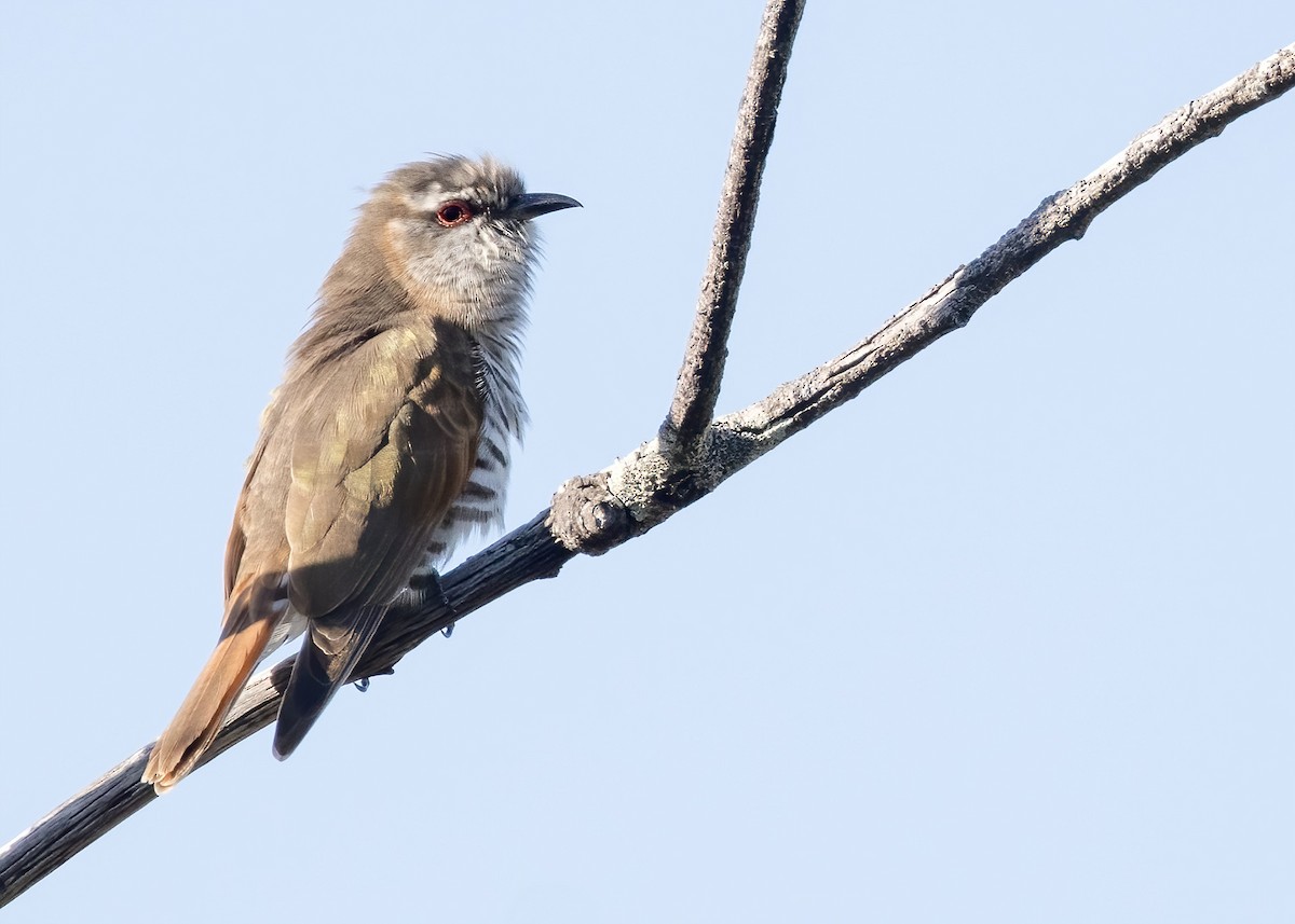 pygmégjøk - ML647854542